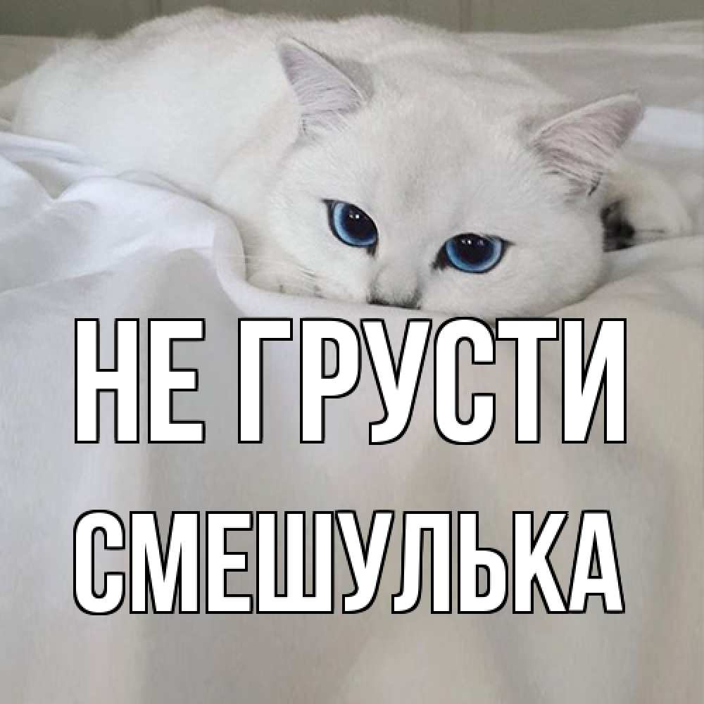 Открытка на каждый день с именем, Смешулька Не грусти белый кот с голубыми глазами на белоснежной кровати Прикольная открытка с пожеланием онлайн скачать бесплатно 
