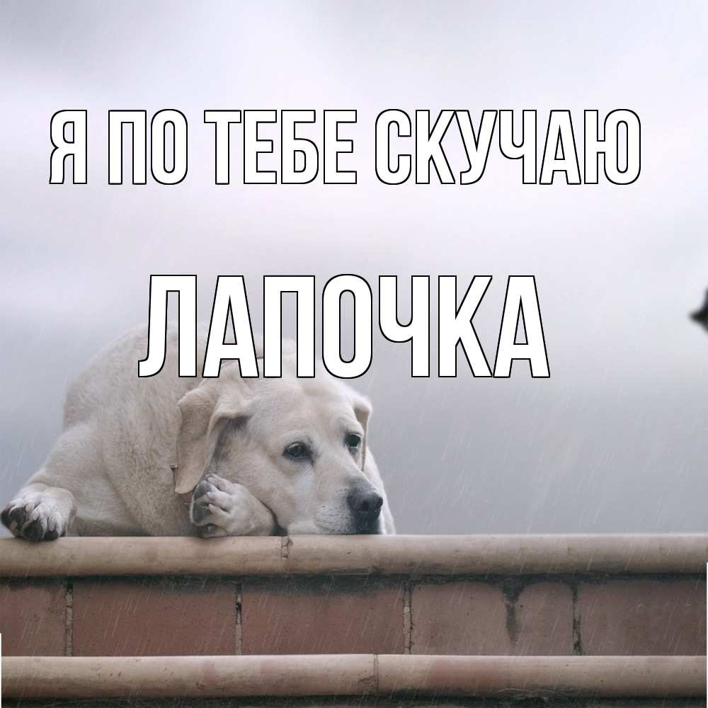 Открытка на каждый день с именем, лапочка Я по тебе скучаю ждет Прикольная открытка с пожеланием онлайн скачать бесплатно 