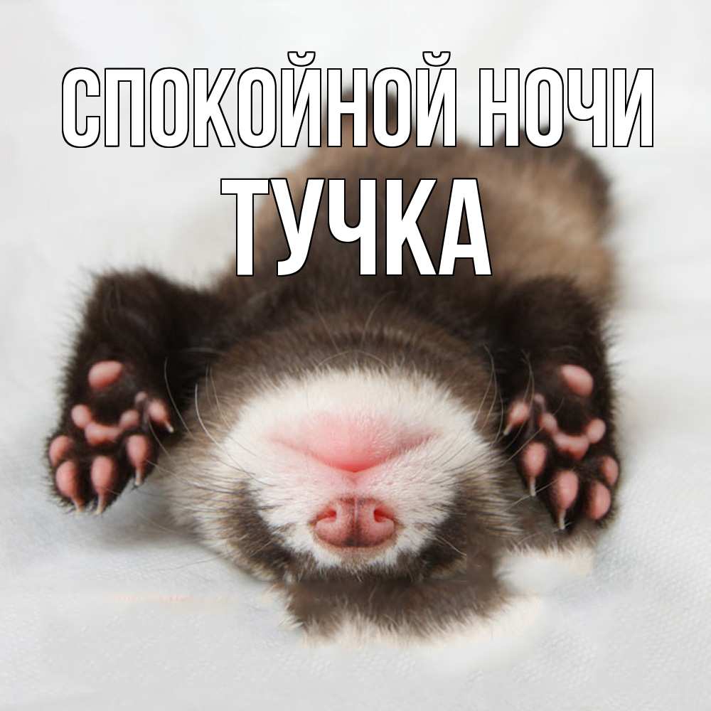 Открытка на каждый день с именем, Тучка Спокойной ночи зверек Прикольная открытка с пожеланием онлайн скачать бесплатно 