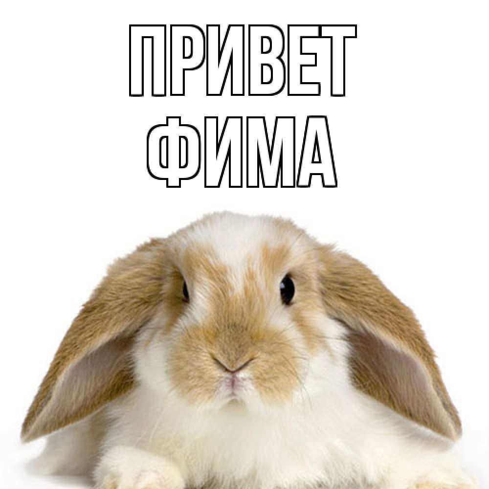 Открытка на каждый день с именем, Фима Привет с животными Прикольная открытка с пожеланием онлайн скачать бесплатно 