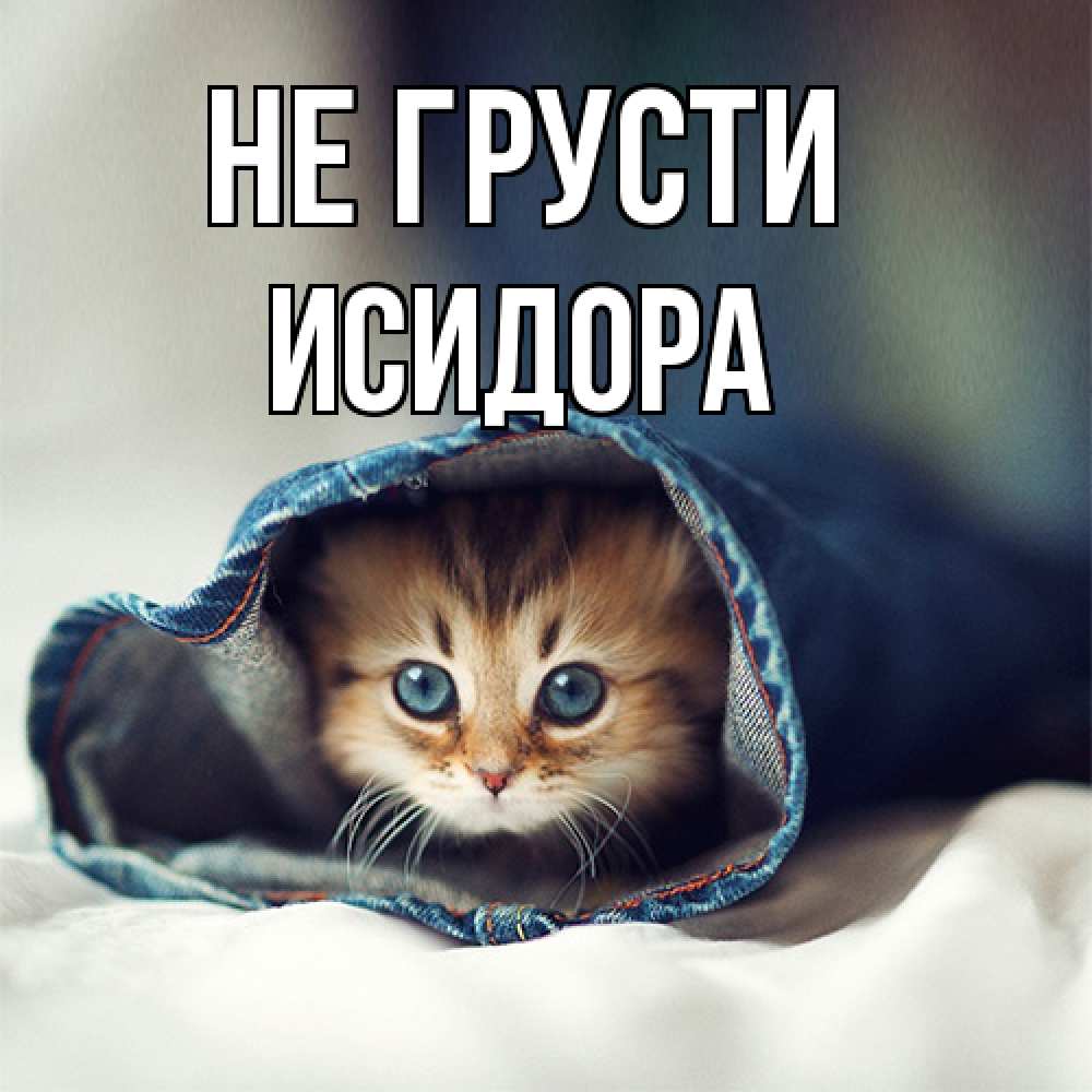 Открытка на каждый день с именем, Исидора Не грусти рыжик котик Прикольная открытка с пожеланием онлайн скачать бесплатно 