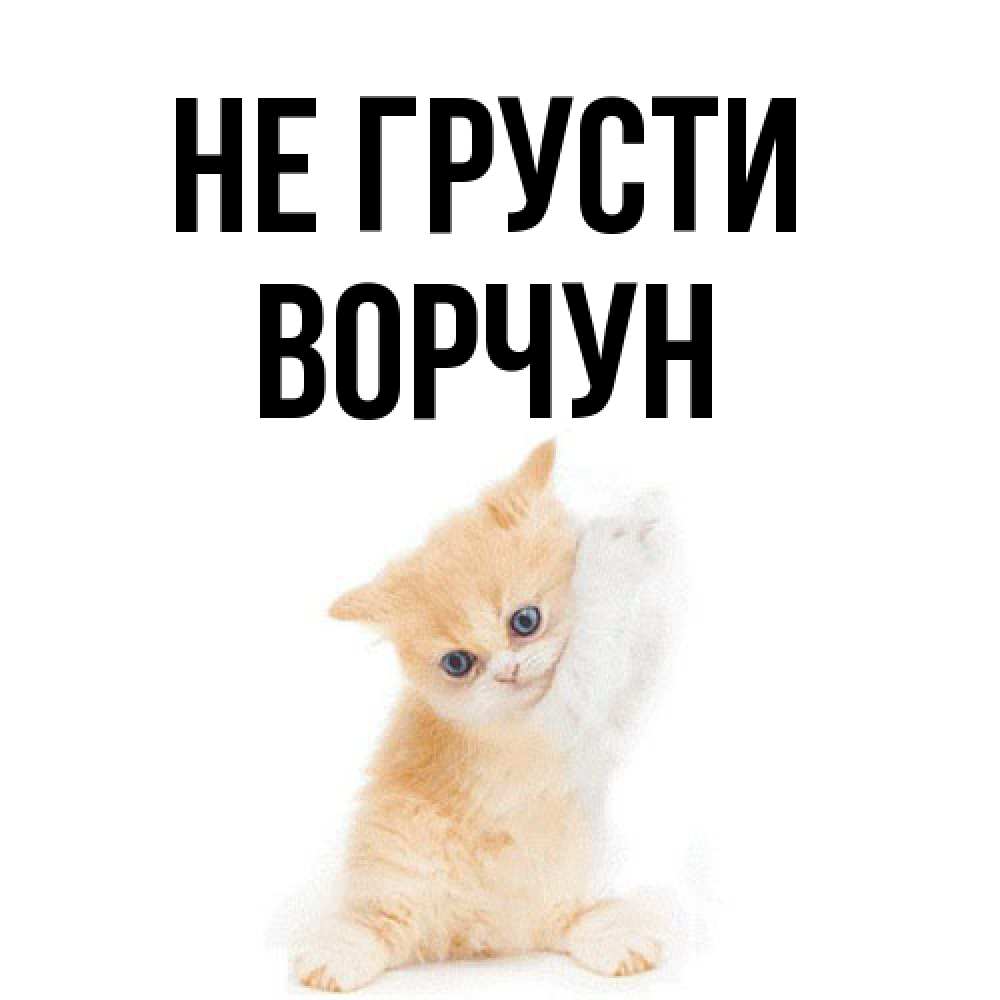 Открытка на каждый день с именем, Ворчун Не грусти просящий кот Прикольная открытка с пожеланием онлайн скачать бесплатно 