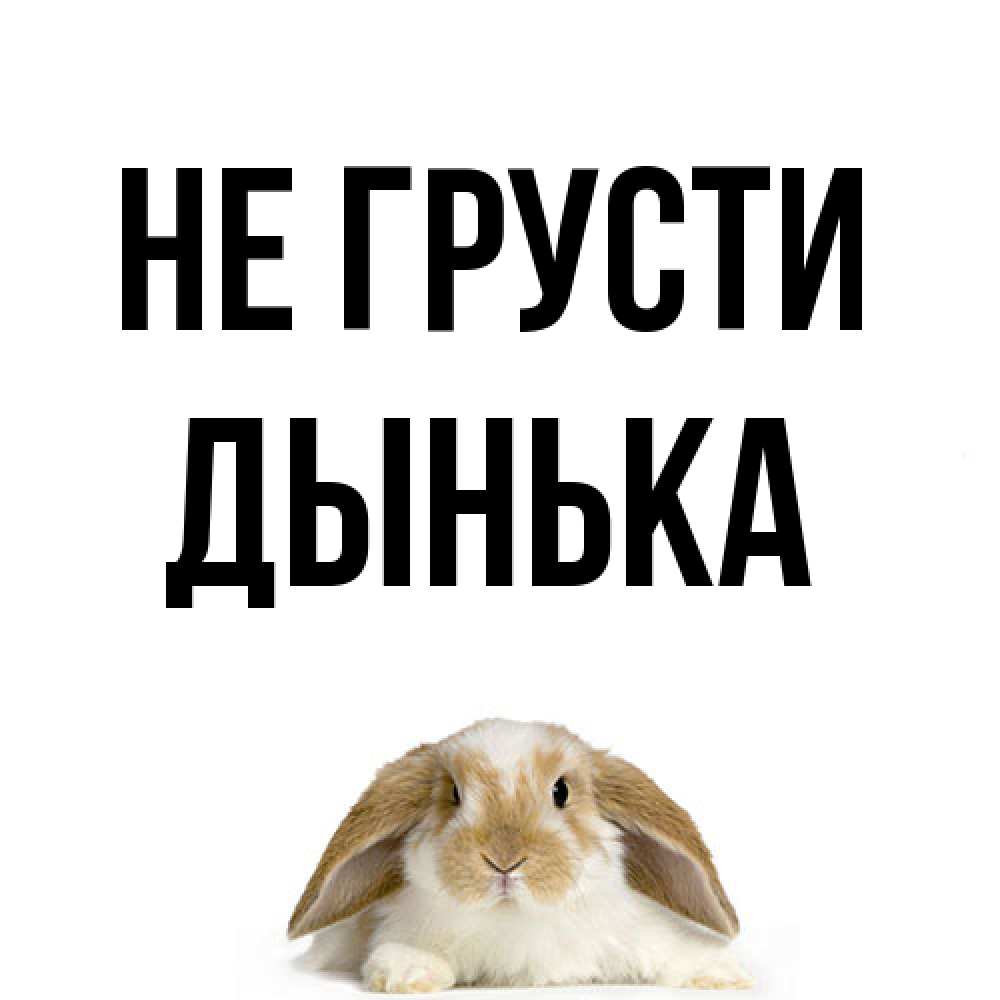 Открытка на каждый день с именем, Дынька Не грусти коричнево белый заяц с большими ушками Прикольная открытка с пожеланием онлайн скачать бесплатно 