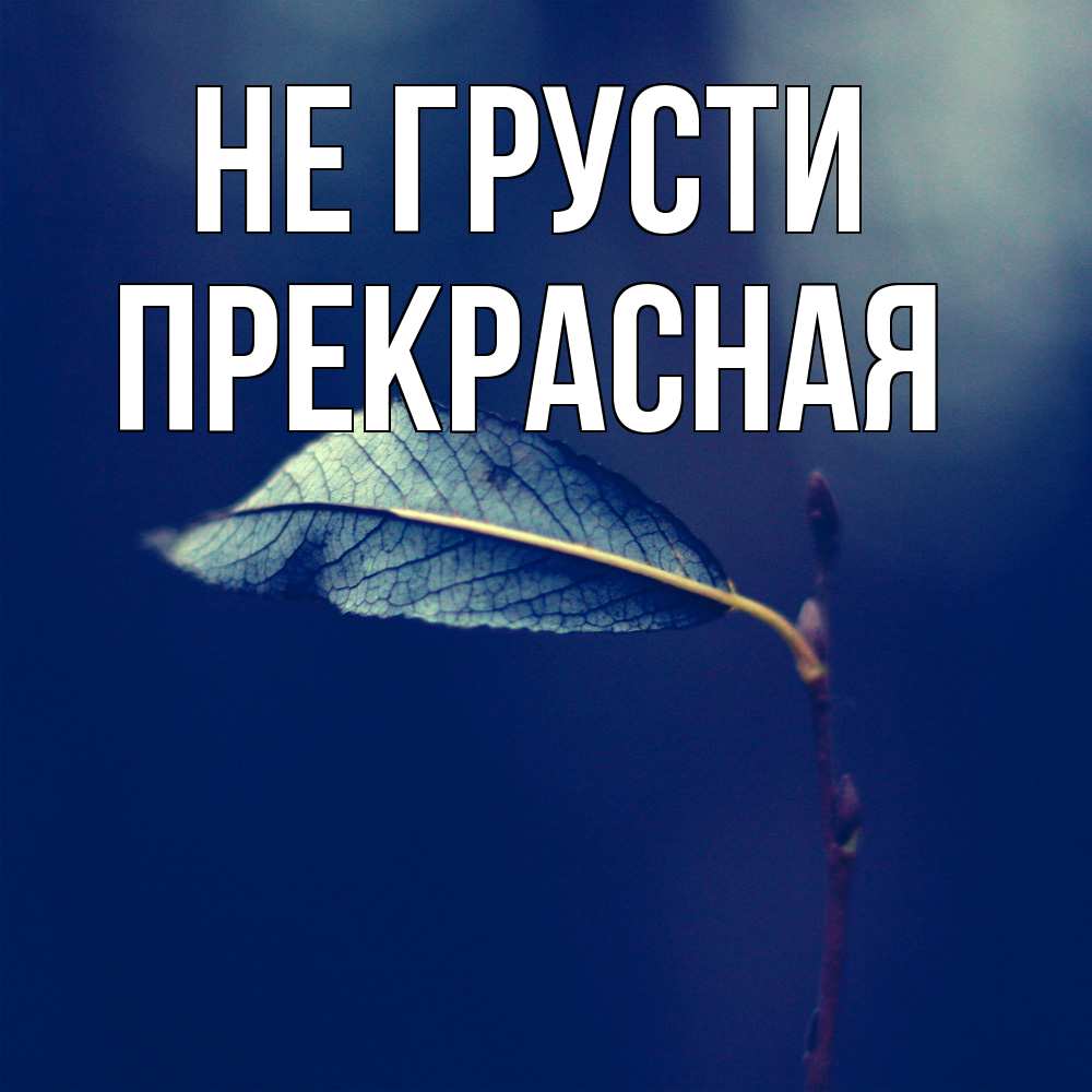 Открытка на каждый день с именем, Пpекpасная Не грусти растение Прикольная открытка с пожеланием онлайн скачать бесплатно 