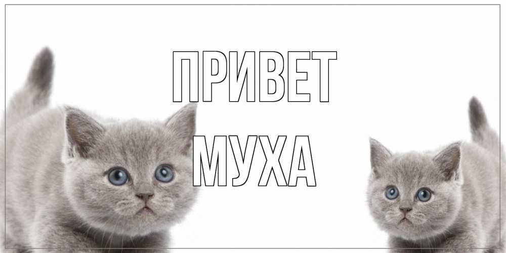 Открытка на каждый день с именем, Муха Привет коты Прикольная открытка с пожеланием онлайн скачать бесплатно 
