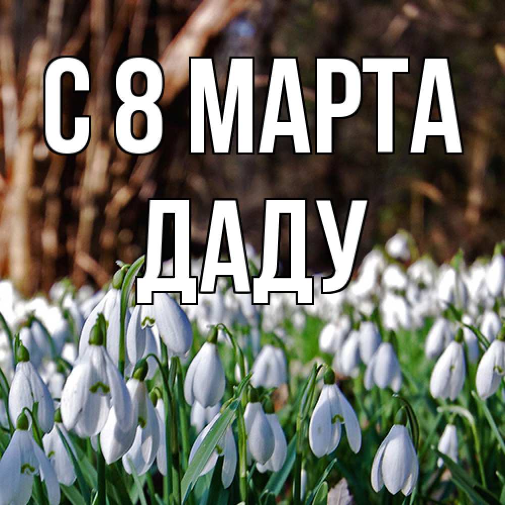 Открытка на каждый день с именем, Даду C 8 МАРТА с подснежниками 1 Прикольная открытка с пожеланием онлайн скачать бесплатно 
