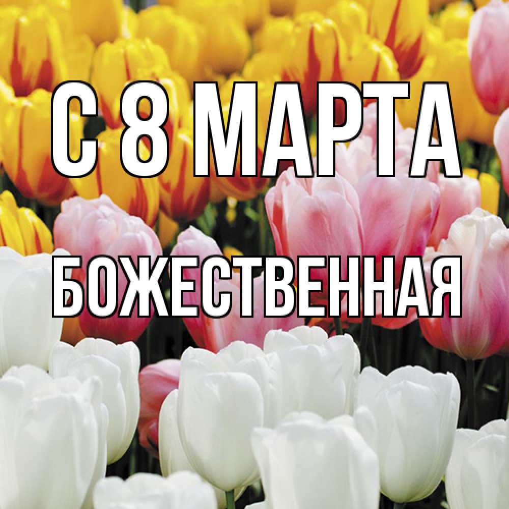 Открытка на каждый день с именем, божественная C 8 МАРТА разноцветные цветы Прикольная открытка с пожеланием онлайн скачать бесплатно 