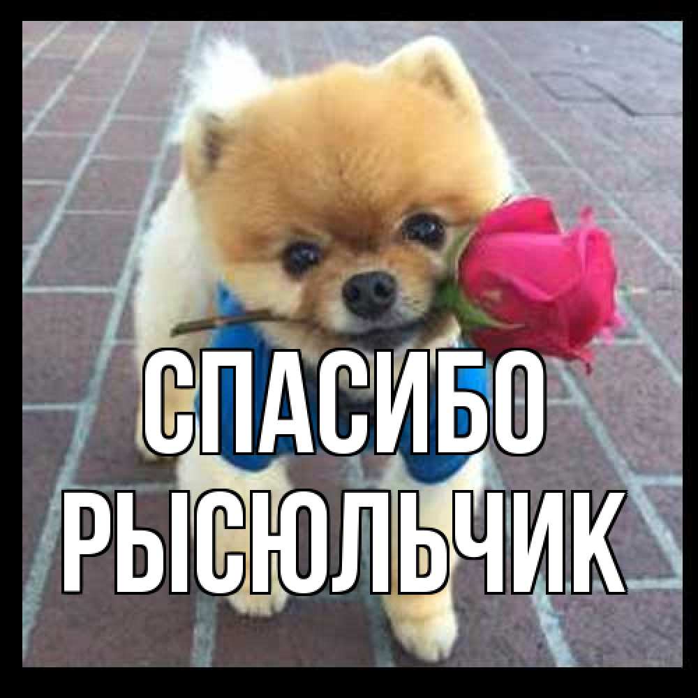 Открытка на каждый день с именем, Рысюльчик Спасибо спасибо и дарю тебе цветок Прикольная открытка с пожеланием онлайн скачать бесплатно 