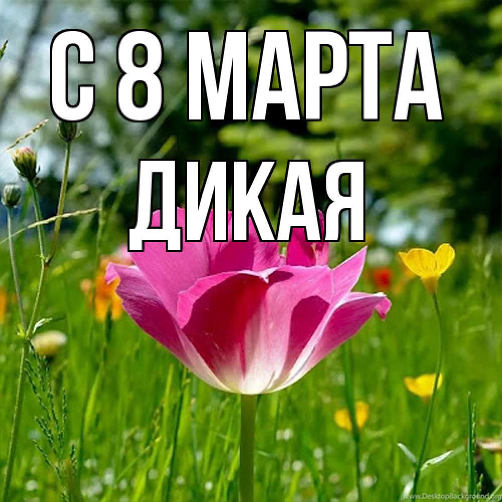 Открытка на каждый день с именем, дикая C 8 МАРТА полевые цветы Прикольная открытка с пожеланием онлайн скачать бесплатно 