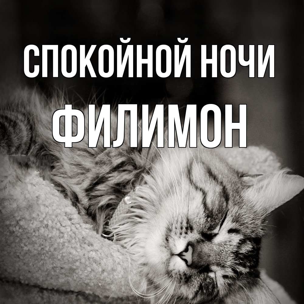 Открытка на каждый день с именем, Филимон Спокойной ночи котярик пушистый Прикольная открытка с пожеланием онлайн скачать бесплатно 
