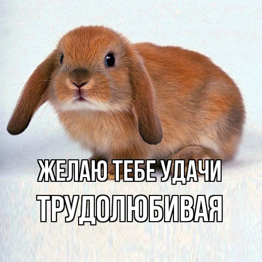 Открытка на каждый день с именем, Трудолюбивая Желаю тебе удачи вставить текст в открытку по выбору Прикольная открытка с пожеланием онлайн скачать бесплатно 