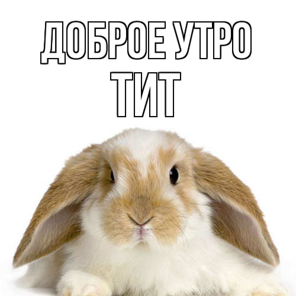 Открытка на каждый день с именем, Тит Доброе утро прикольные открытки на каждый день Прикольная открытка с пожеланием онлайн скачать бесплатно 