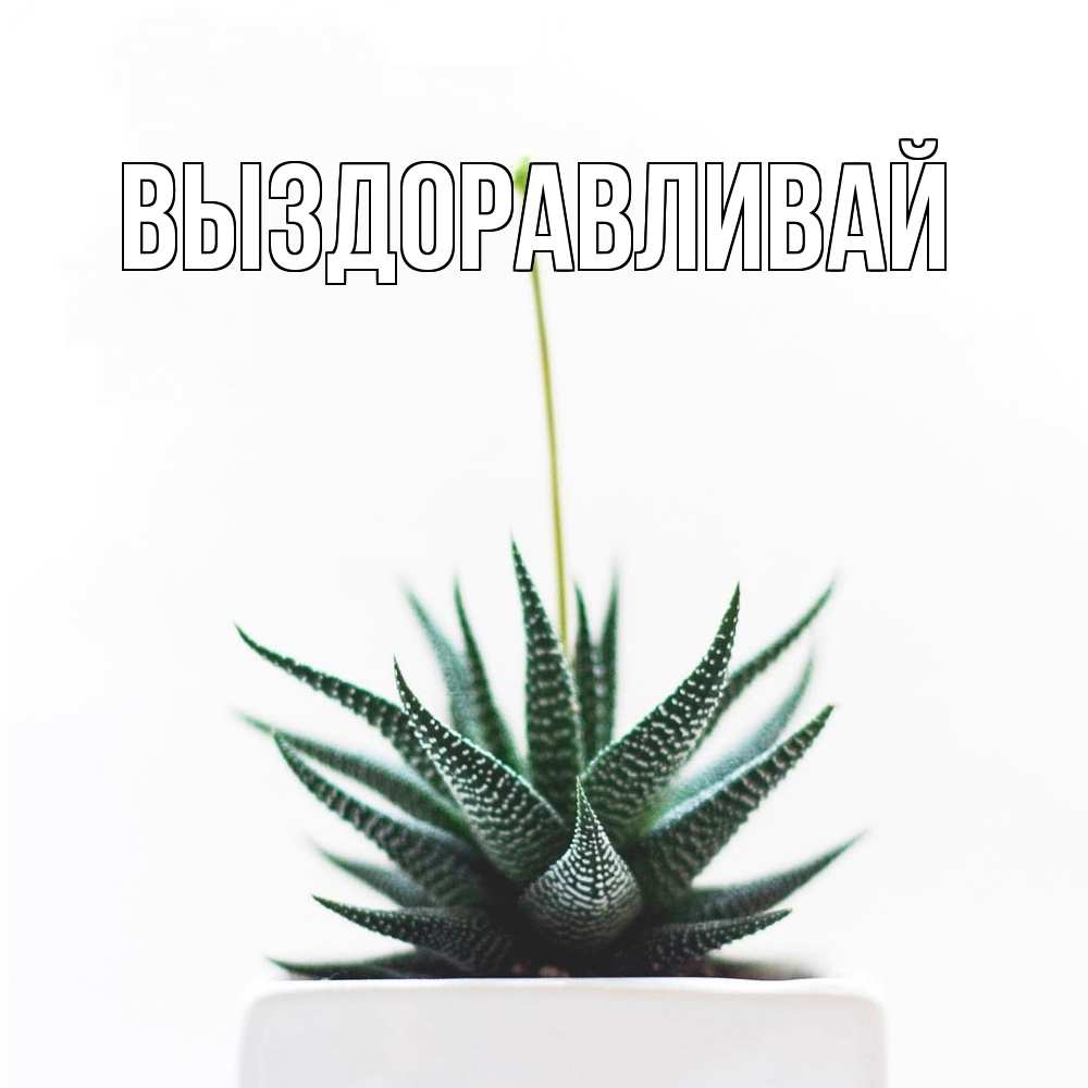 Открытка на каждый день с именем, выберите-имя Выздоравливай короче это непонятная колючка Прикольная открытка с пожеланием онлайн скачать бесплатно 