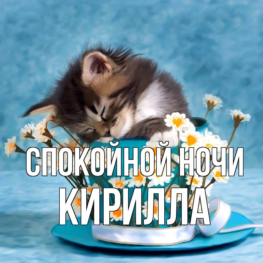 Открытка на каждый день с именем, Кирилла Спокойной ночи котенок спит в кружке с блюдцем Прикольная открытка с пожеланием онлайн скачать бесплатно 