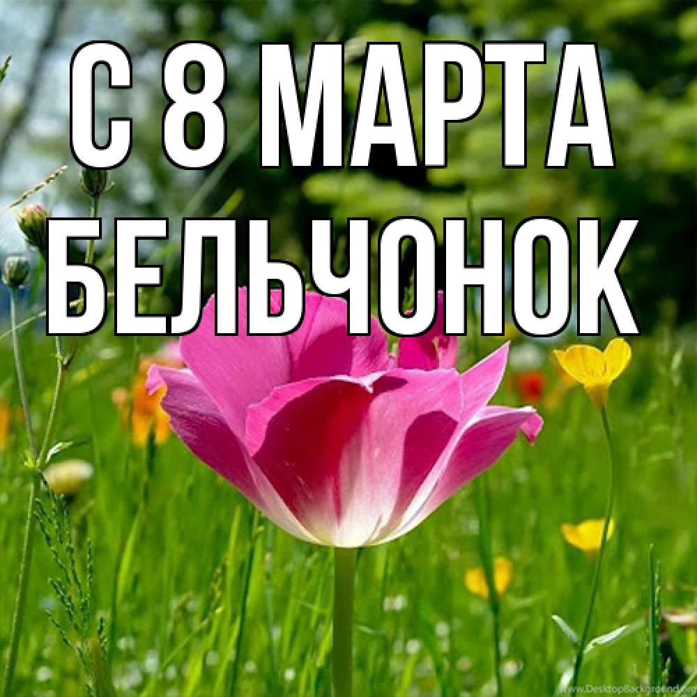 Открытка на каждый день с именем, бельчонок C 8 МАРТА полевые цветы Прикольная открытка с пожеланием онлайн скачать бесплатно 