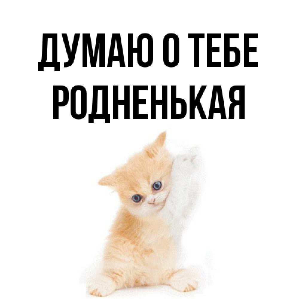 Открытка на каждый день с именем, Родненькая Думаю о тебе зверушки и милота Прикольная открытка с пожеланием онлайн скачать бесплатно 