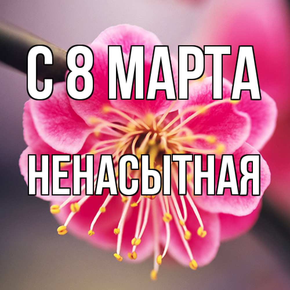Открытка на каждый день с именем, Ненасытная C 8 МАРТА цветы Прикольная открытка с пожеланием онлайн скачать бесплатно 