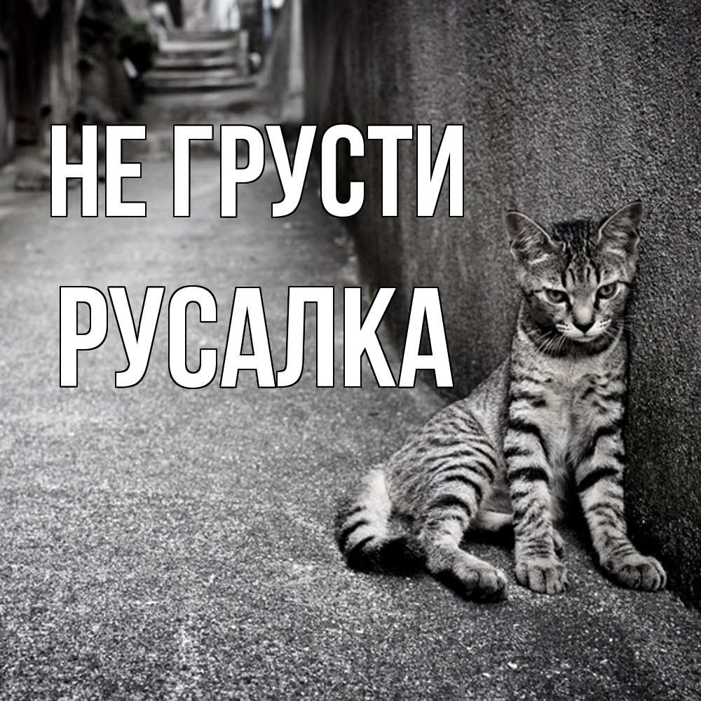 Открытка на каждый день с именем, Русалка Не грусти скучающий котик Прикольная открытка с пожеланием онлайн скачать бесплатно 