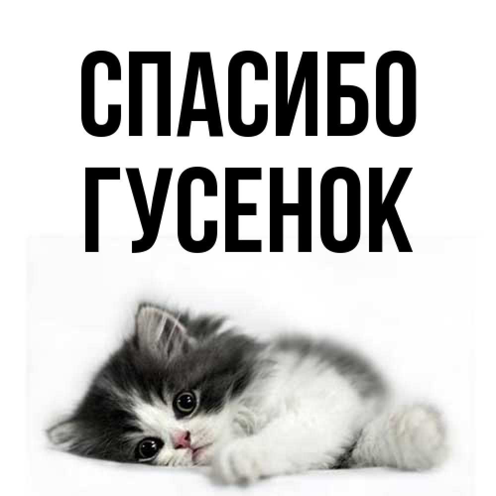 Открытка на каждый день с именем, гусенок Спасибо черный и белый кот Прикольная открытка с пожеланием онлайн скачать бесплатно 