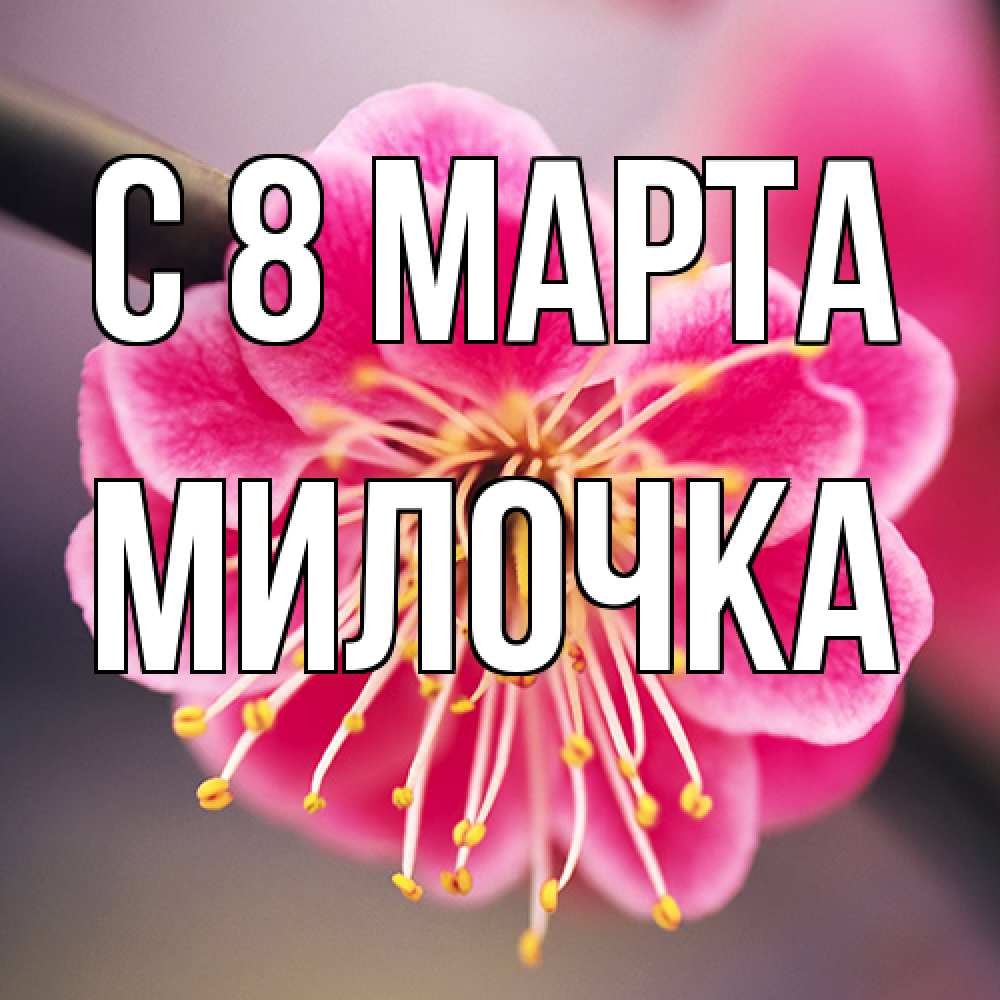 Открытка на каждый день с именем, Милочка C 8 МАРТА цветы Прикольная открытка с пожеланием онлайн скачать бесплатно 