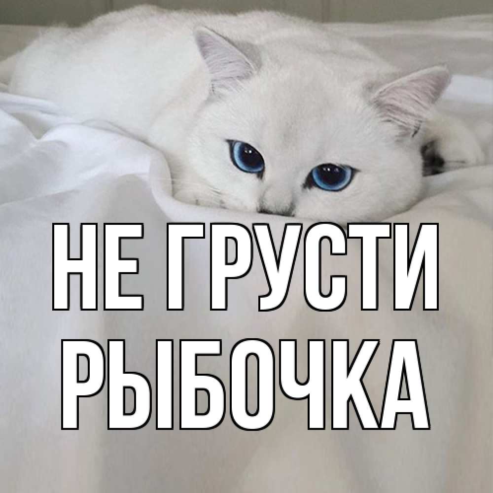 Открытка на каждый день с именем, рыбочка Не грусти белый кот с голубыми глазами на белоснежной кровати Прикольная открытка с пожеланием онлайн скачать бесплатно 