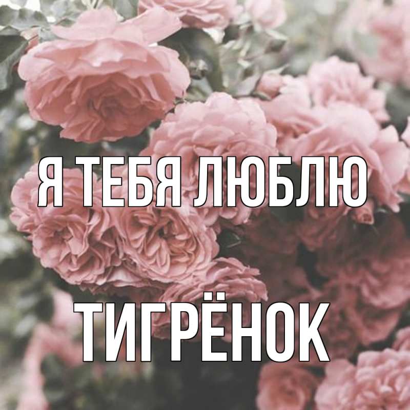 Картинка Я тебя люблю, Тигрёнок