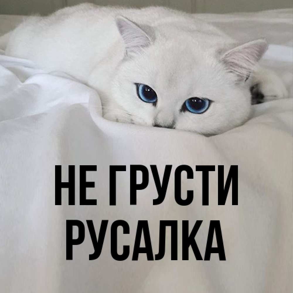 Открытка на каждый день с именем, Русалка Не грусти Голубоглазая кошка Прикольная открытка с пожеланием онлайн скачать бесплатно 