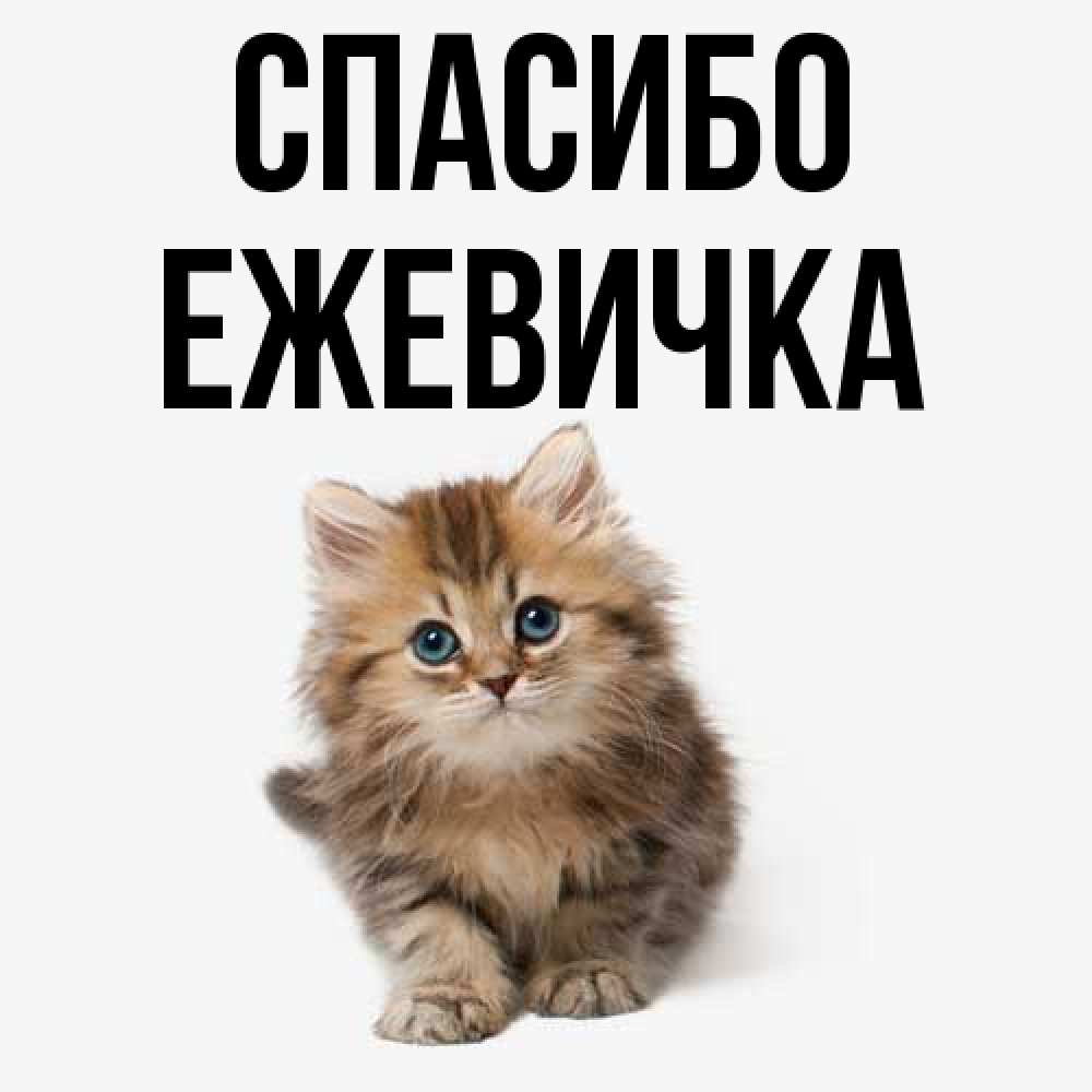 Открытка на каждый день с именем, ежевичка Спасибо пушистый котик Прикольная открытка с пожеланием онлайн скачать бесплатно 