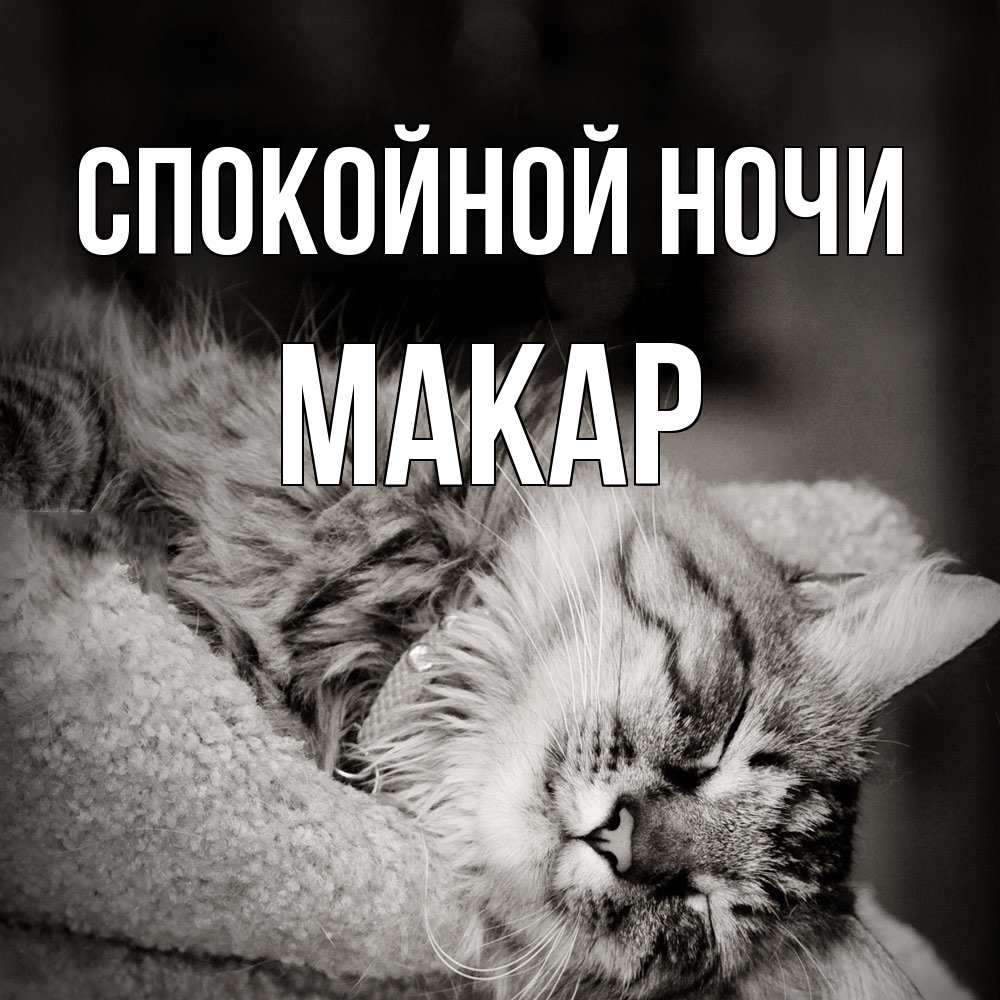 Открытка на каждый день с именем, Макар Спокойной ночи котярик пушистый Прикольная открытка с пожеланием онлайн скачать бесплатно 
