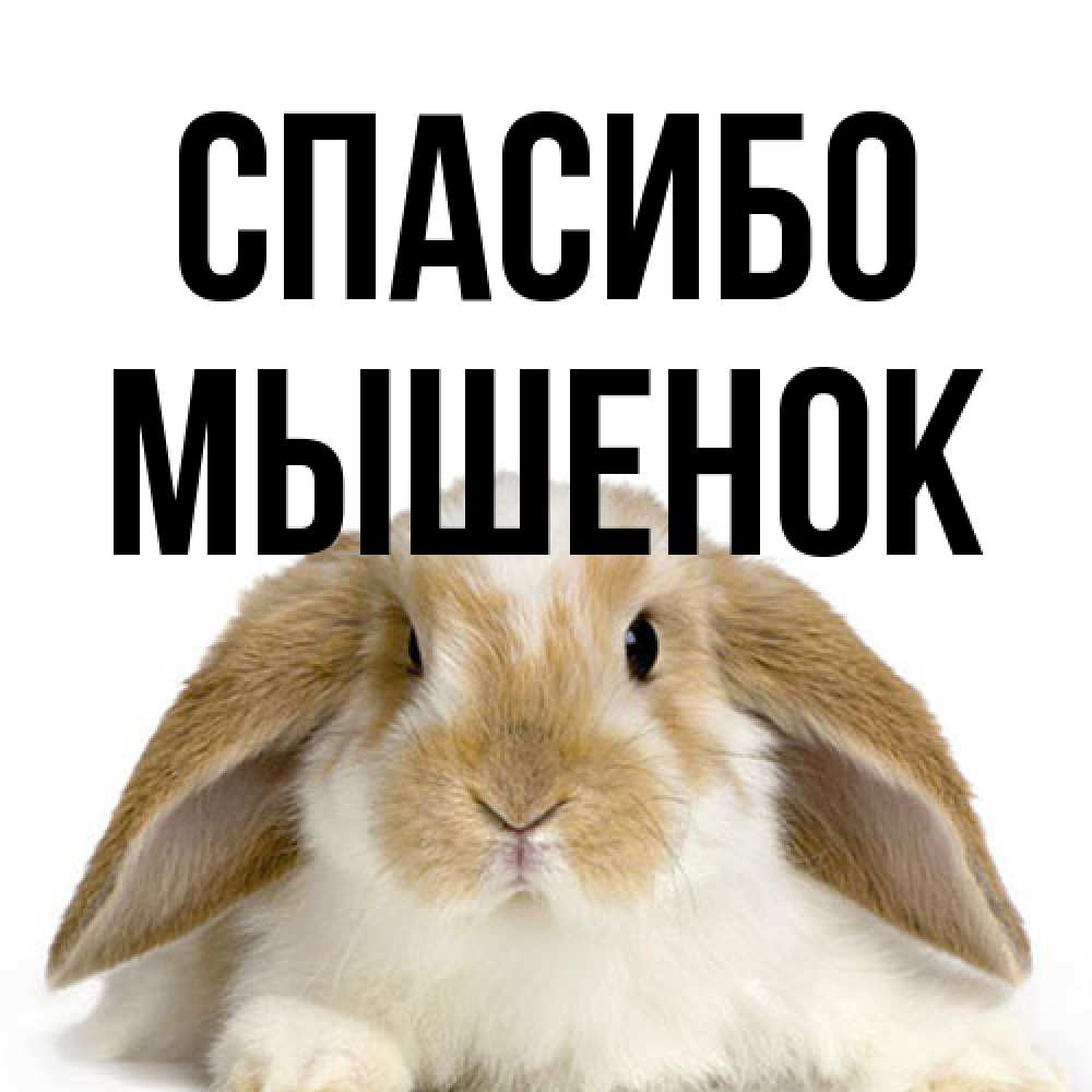 Открытка на каждый день с именем, Мышенок Спасибо коричнево белый заяц Прикольная открытка с пожеланием онлайн скачать бесплатно 