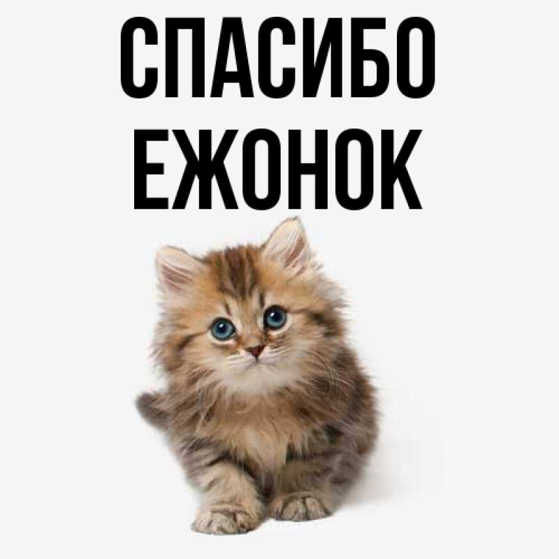 Картинка Спасибо, Ежонок