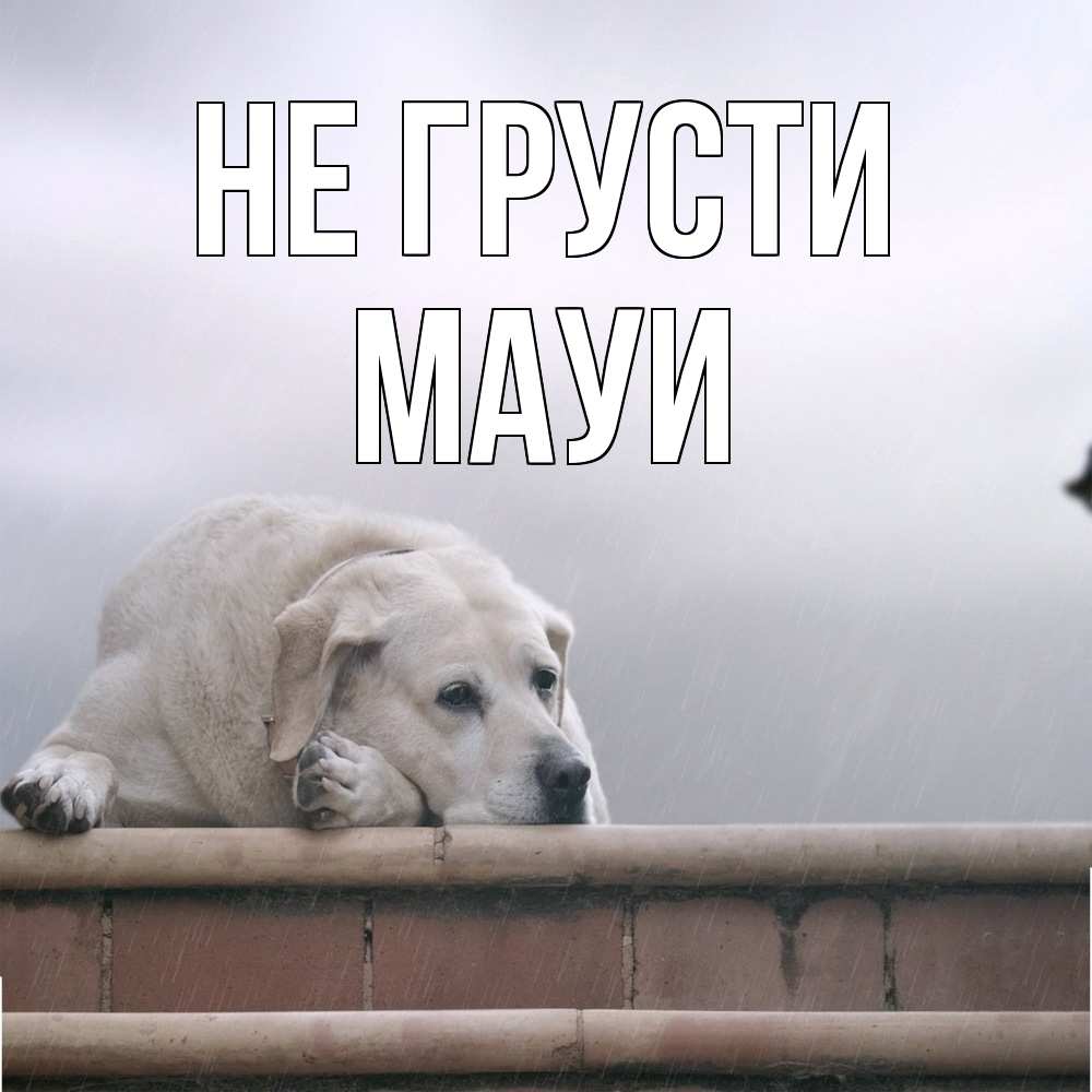 Открытка на каждый день с именем, Мауи Не грусти белый пес 1 Прикольная открытка с пожеланием онлайн скачать бесплатно 