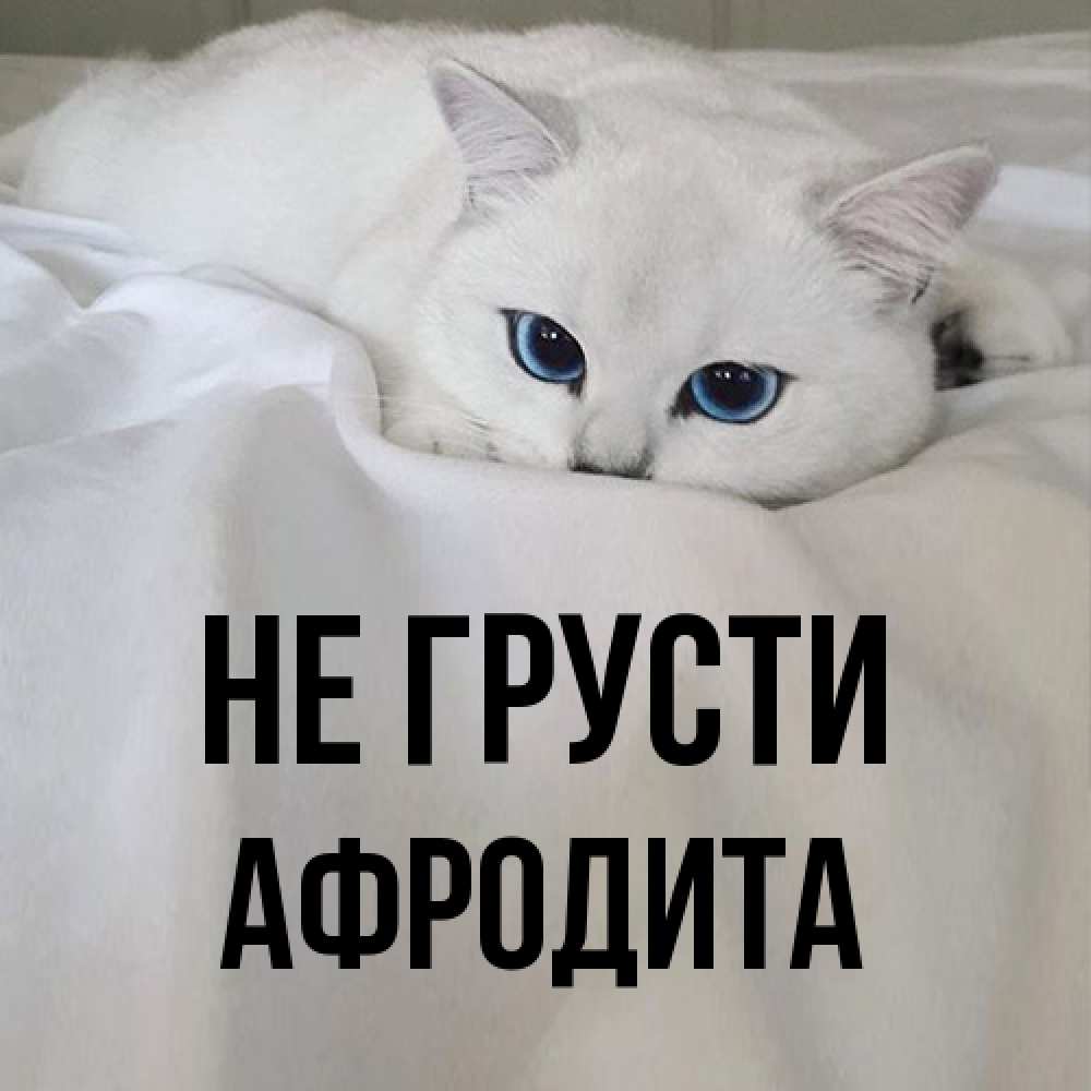Открытка на каждый день с именем, Афродита Не грусти Голубоглазая кошка Прикольная открытка с пожеланием онлайн скачать бесплатно 