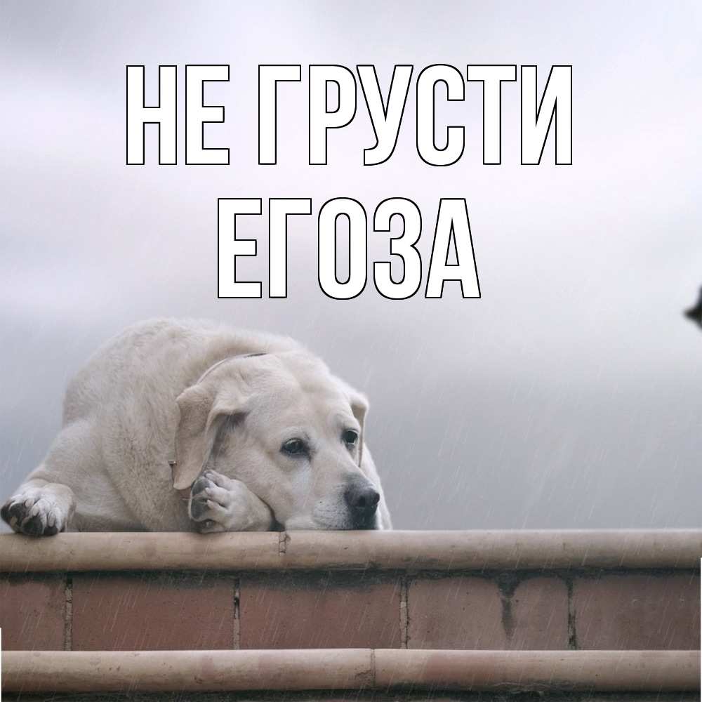 Открытка на каждый день с именем, егоза Не грусти белый пес 1 Прикольная открытка с пожеланием онлайн скачать бесплатно 