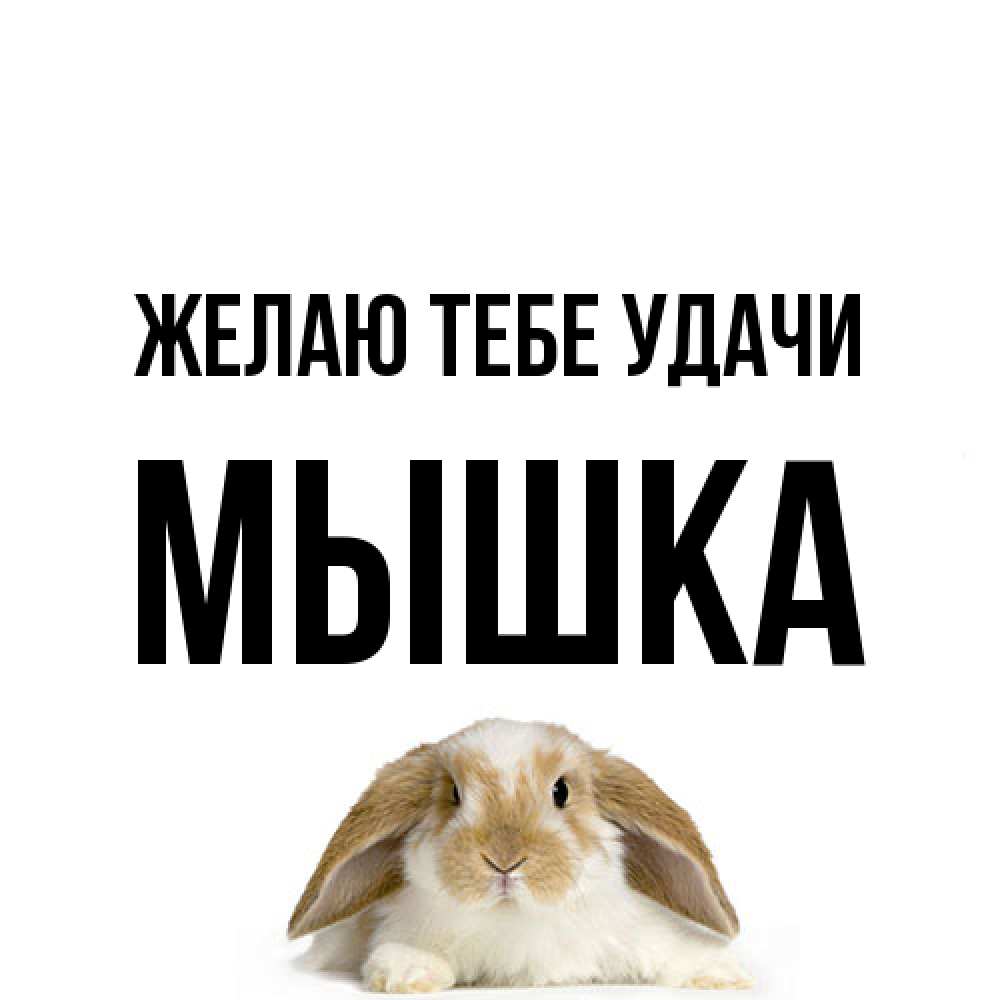 Открытка на каждый день с именем, Мышка Желаю тебе удачи открытки с произвольным текстом который можно вставить в открытку и создать ее самостоятельно бесплатно онлайн Прикольная открытка с пожеланием онлайн скачать бесплатно 