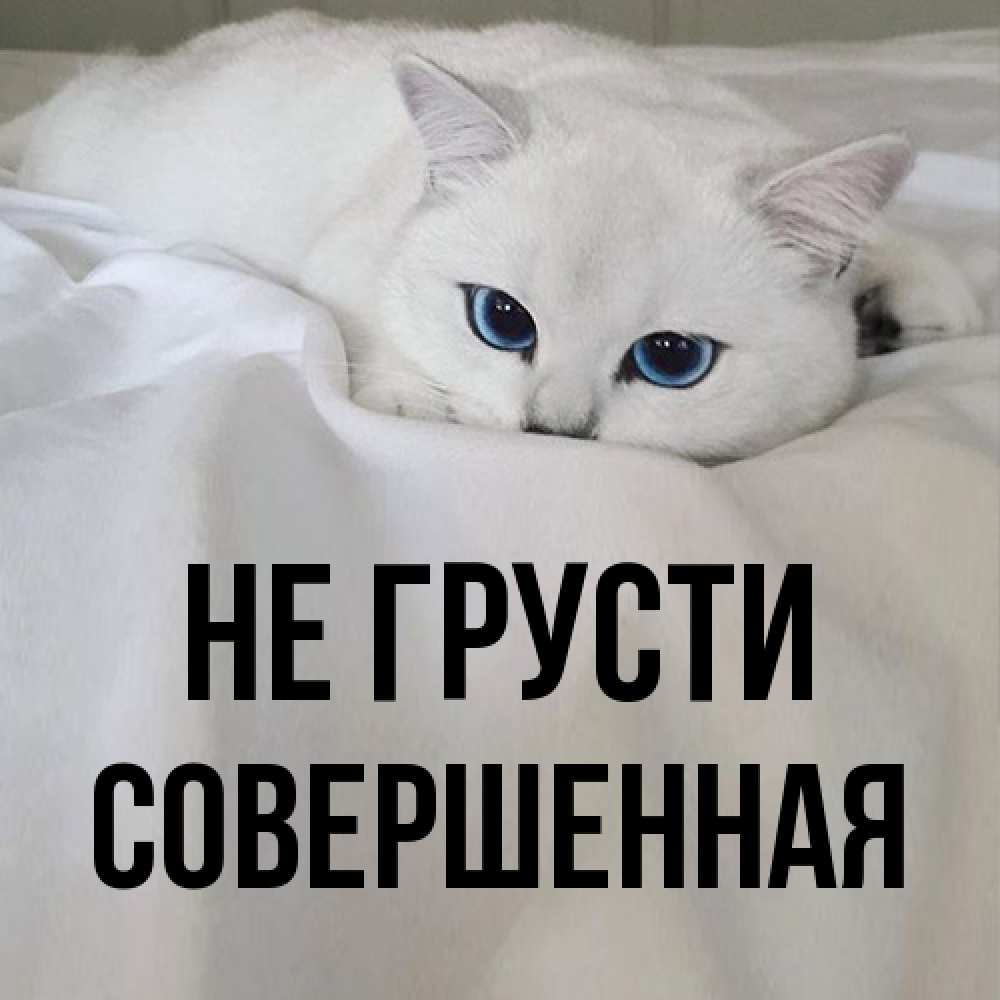 Открытка на каждый день с именем, Совершенная Не грусти Голубоглазая кошка Прикольная открытка с пожеланием онлайн скачать бесплатно 