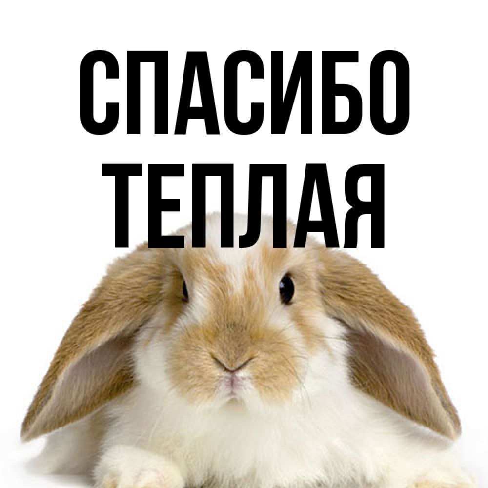 Открытка на каждый день с именем, теплая Спасибо коричнево белый заяц Прикольная открытка с пожеланием онлайн скачать бесплатно 