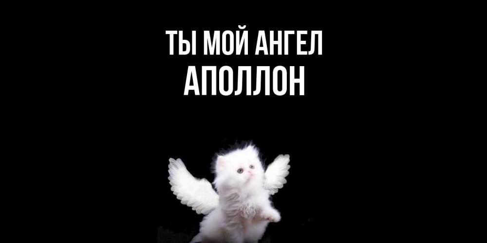 Открытка на каждый день с именем, Аполлон Ты мой ангел Кот ангел Прикольная открытка с пожеланием онлайн скачать бесплатно 