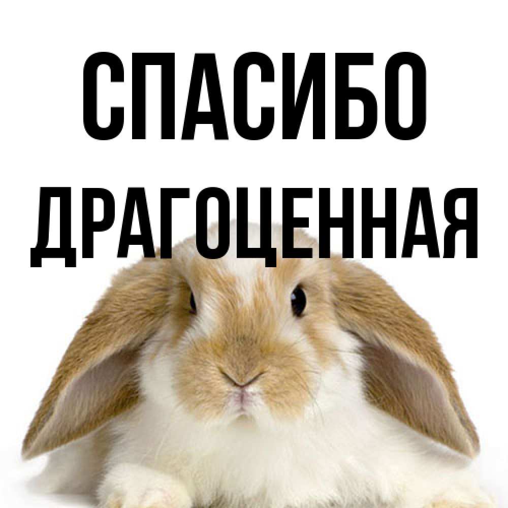 Открытка на каждый день с именем, Драгоценная Спасибо коричнево белый заяц Прикольная открытка с пожеланием онлайн скачать бесплатно 