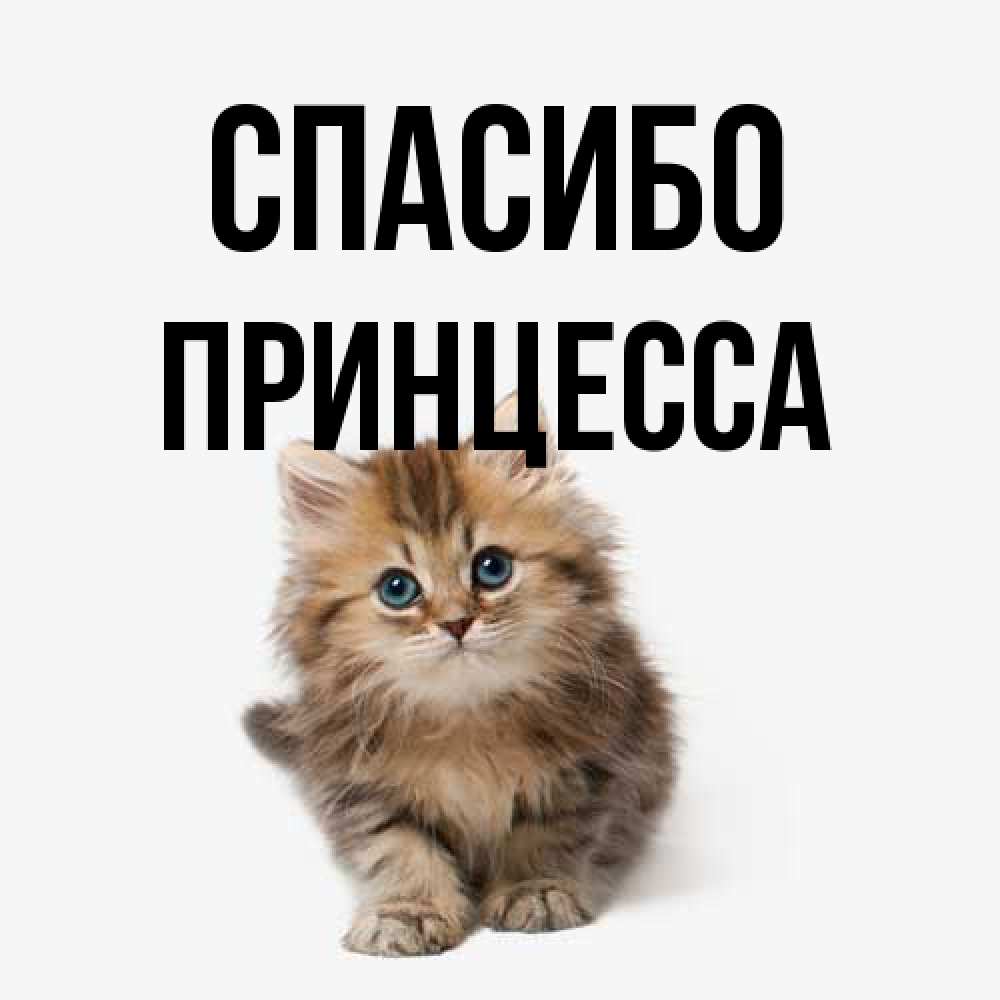 Открытка на каждый день с именем, Принцесса Спасибо пушистый котик Прикольная открытка с пожеланием онлайн скачать бесплатно 