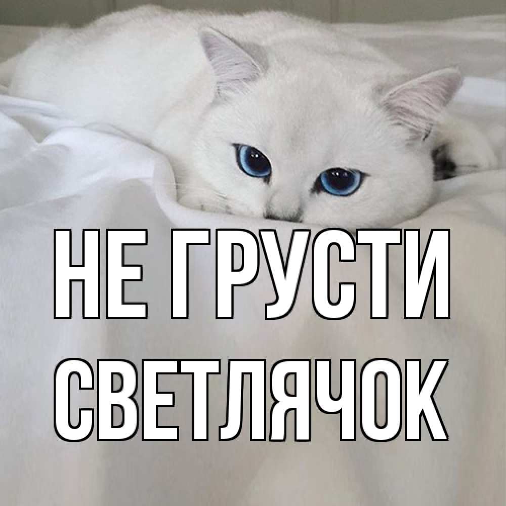 Открытка на каждый день с именем, Светлячок Не грусти белый кот с голубыми глазами на белоснежной кровати Прикольная открытка с пожеланием онлайн скачать бесплатно 