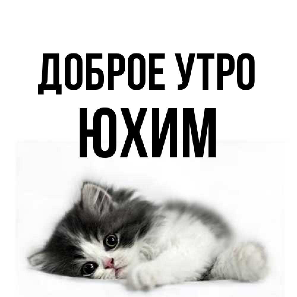 Открытка на каждый день с именем, Юхим Доброе утро кот лапки Прикольная открытка с пожеланием онлайн скачать бесплатно 