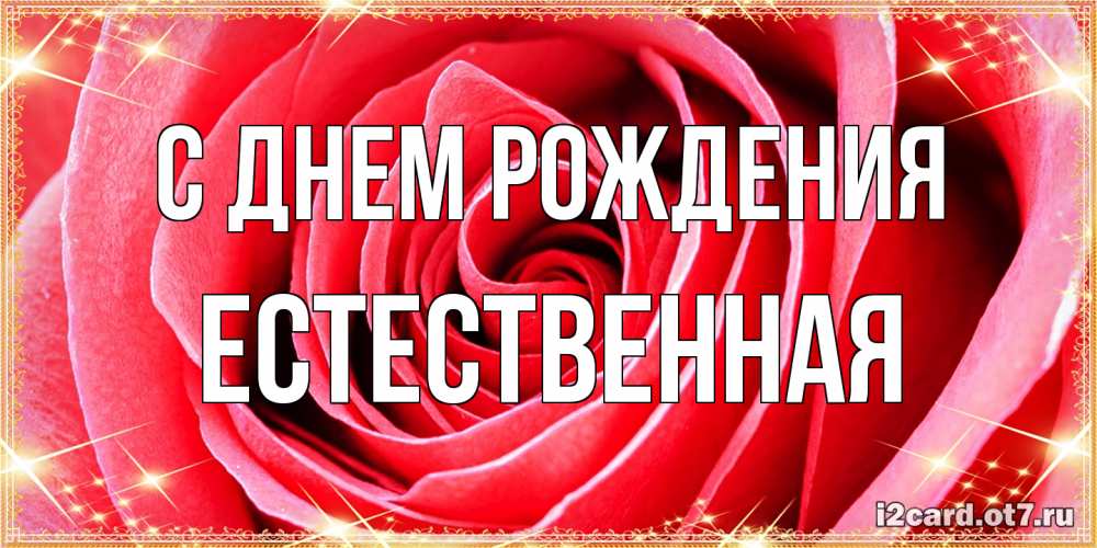 Открытка на каждый день с именем, Естественная С днем рождения розовая роза очень крупный бутон Прикольная открытка с пожеланием онлайн скачать бесплатно 