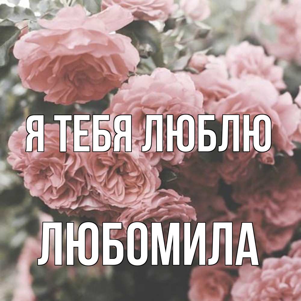 Открытка на каждый день с именем, Любомила Я тебя люблю розы 3 Прикольная открытка с пожеланием онлайн скачать бесплатно 