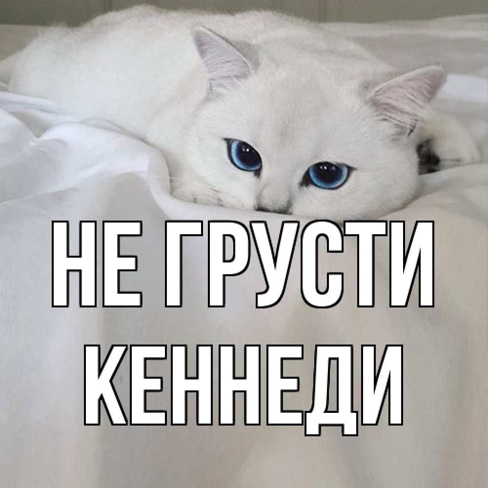 Открытка на каждый день с именем, Кеннеди Не грусти белый кот с голубыми глазами на белоснежной кровати Прикольная открытка с пожеланием онлайн скачать бесплатно 