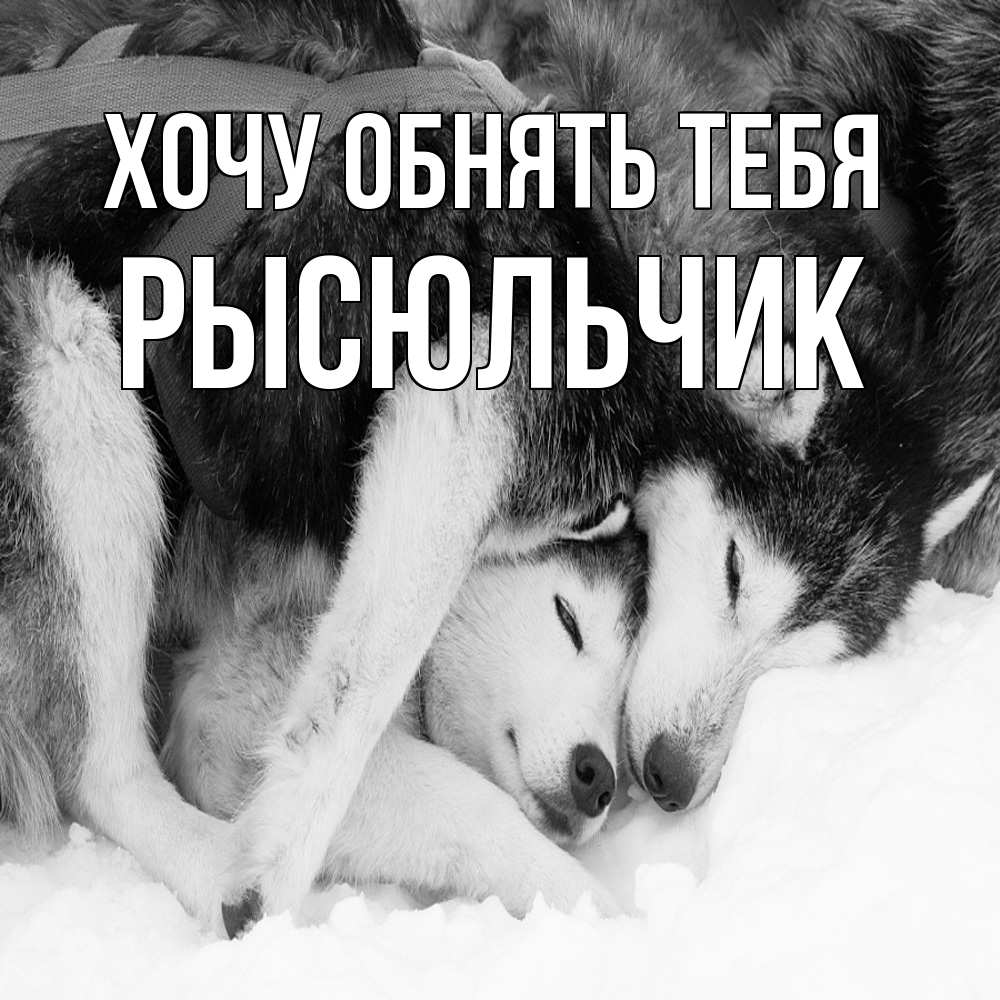 Открытка на каждый день с именем, Рысюльчик Хочу обнять тебя собачки в упряжке Прикольная открытка с пожеланием онлайн скачать бесплатно 