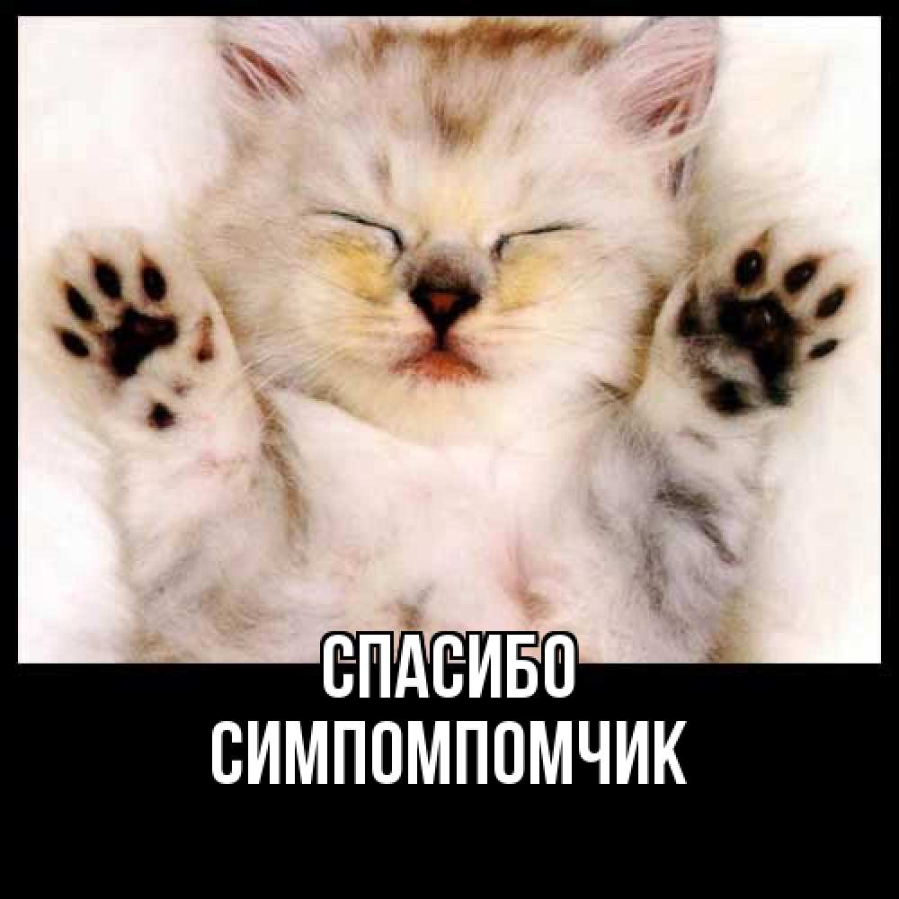 Открытка на каждый день с именем, Симпомпомчик Спасибо маленький котенок Прикольная открытка с пожеланием онлайн скачать бесплатно 