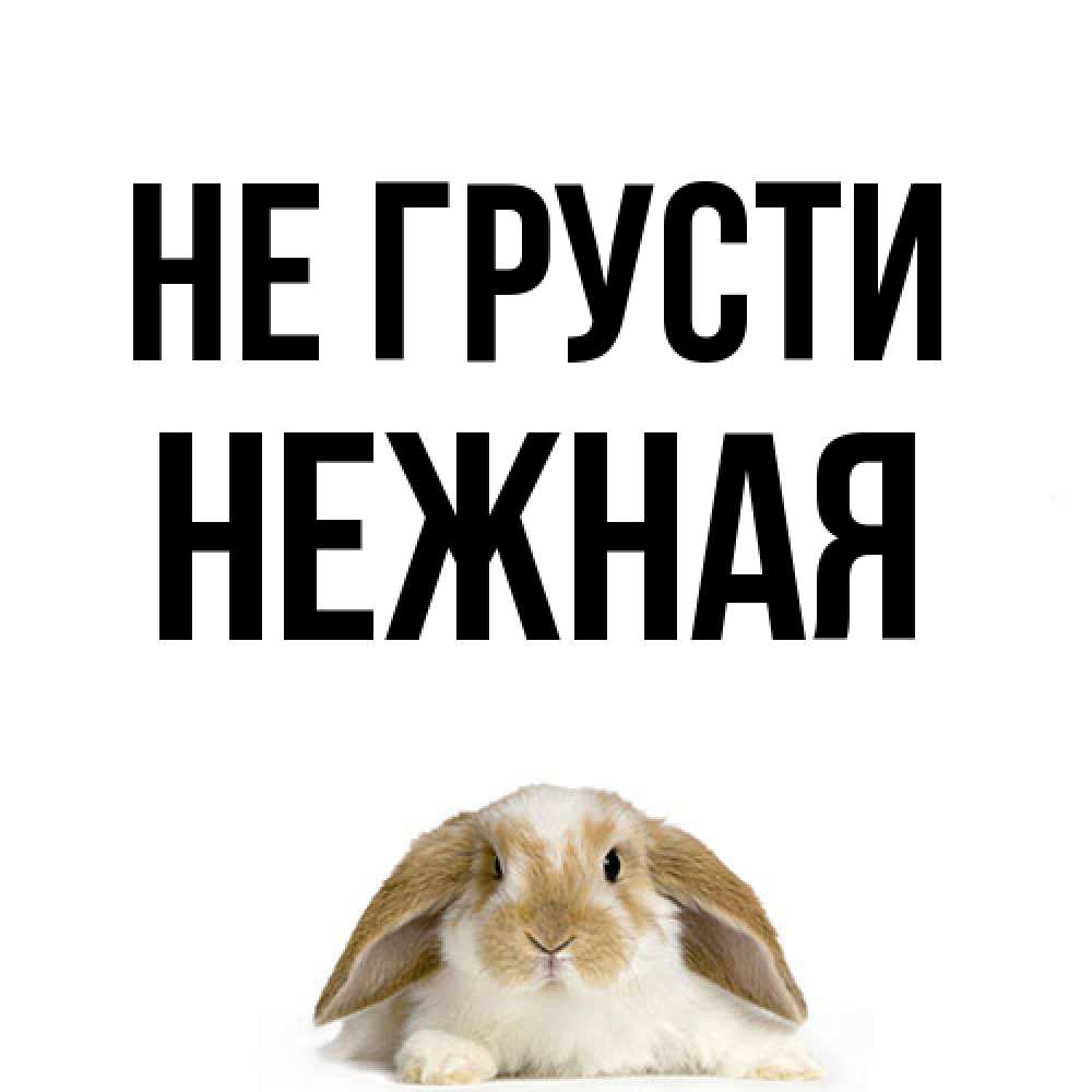 Открытка на каждый день с именем, Hежная Не грусти коричнево белый заяц с большими ушками Прикольная открытка с пожеланием онлайн скачать бесплатно 