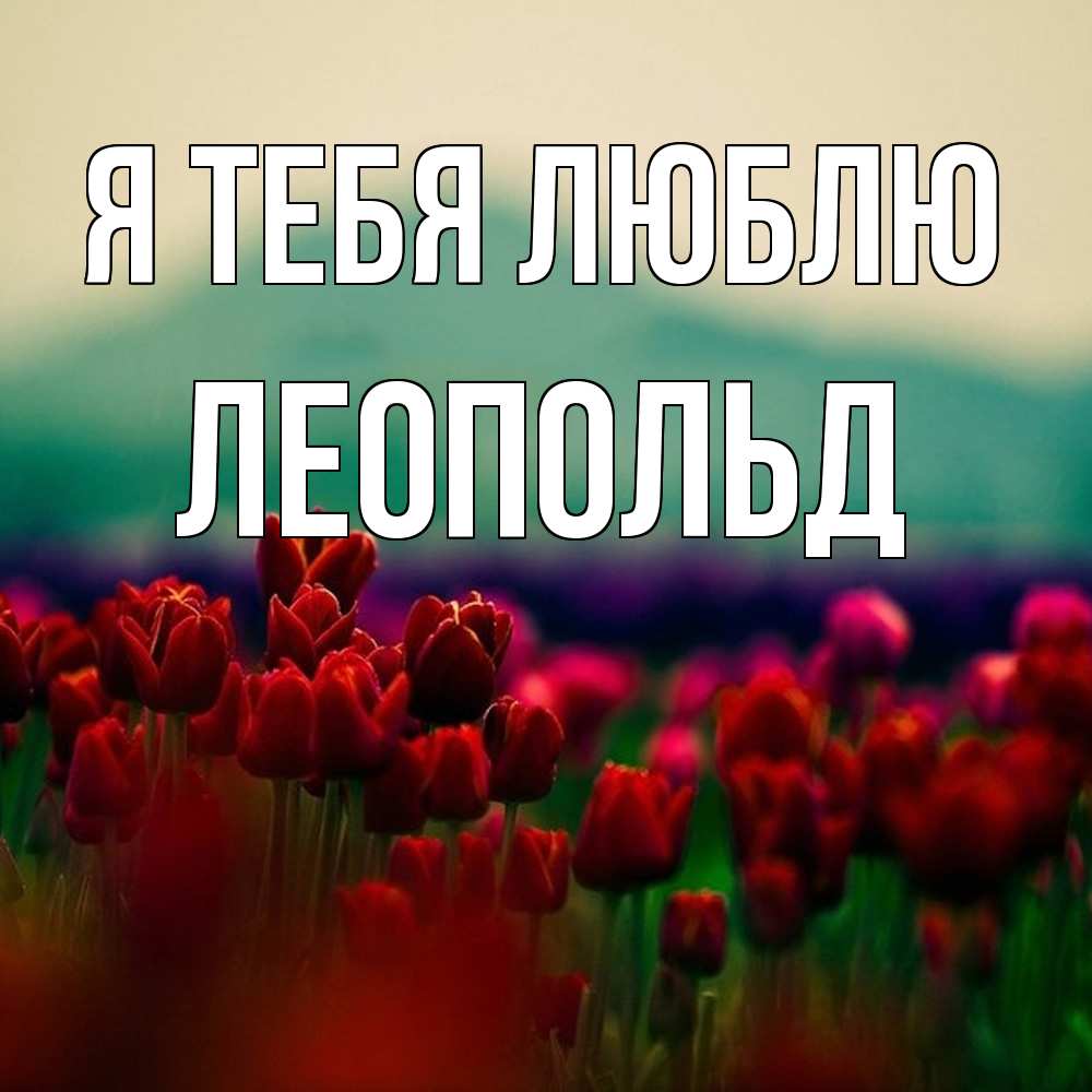 Открытка на каждый день с именем, Леопольд Я тебя люблю тюльпаны 4 Прикольная открытка с пожеланием онлайн скачать бесплатно 