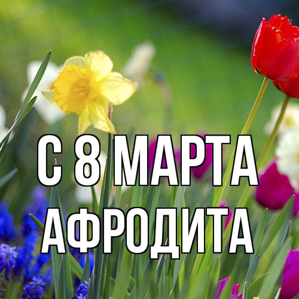Открытка на каждый день с именем, Афродита C 8 МАРТА международный женский день 3 Прикольная открытка с пожеланием онлайн скачать бесплатно 
